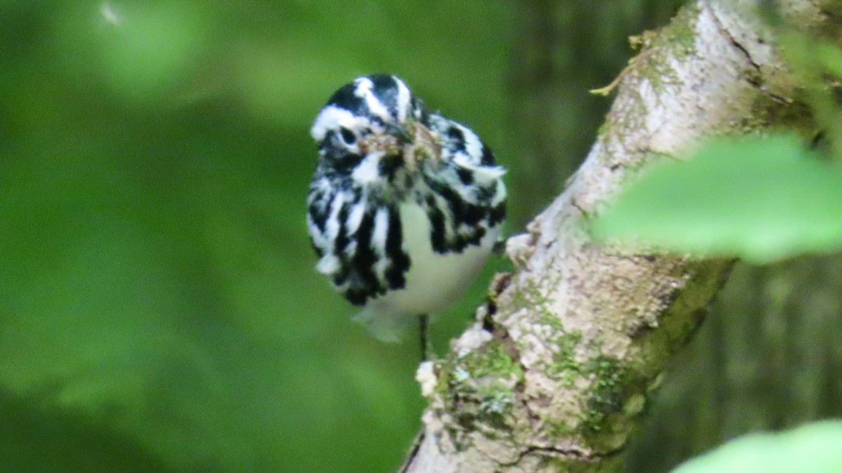 Black-and-white Warbler - ML618282859