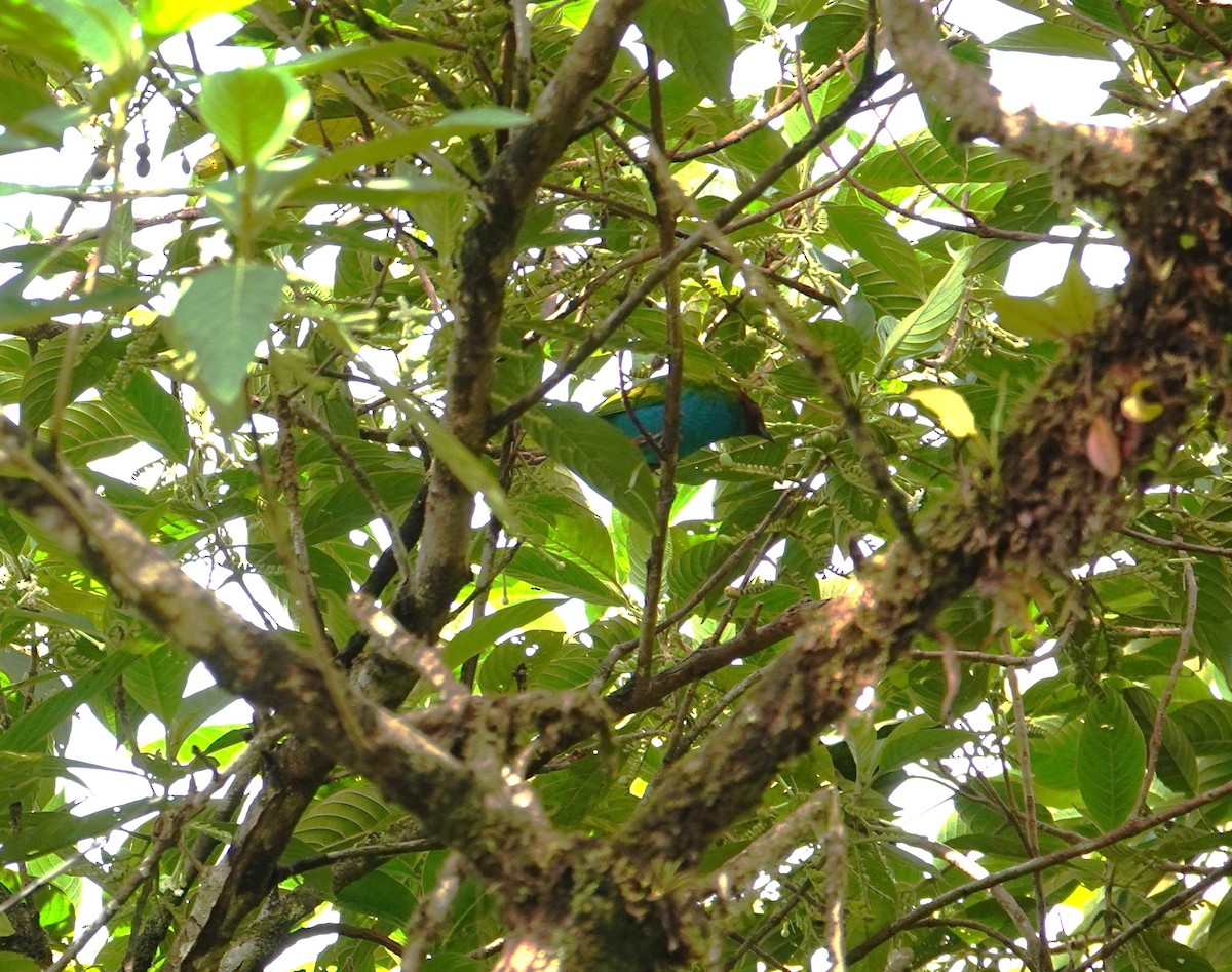 Bay-headed Tanager - ML618282880