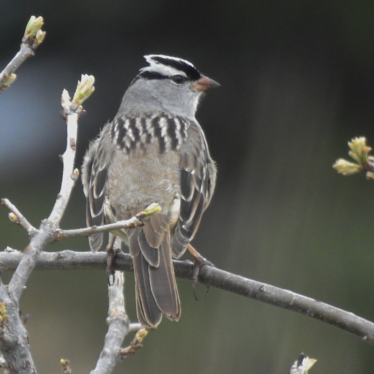 White-crowned Sparrow (Dark-lored) - ML618282905