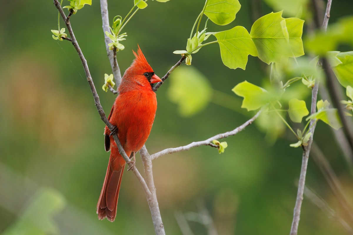 Northern Cardinal - Leena M