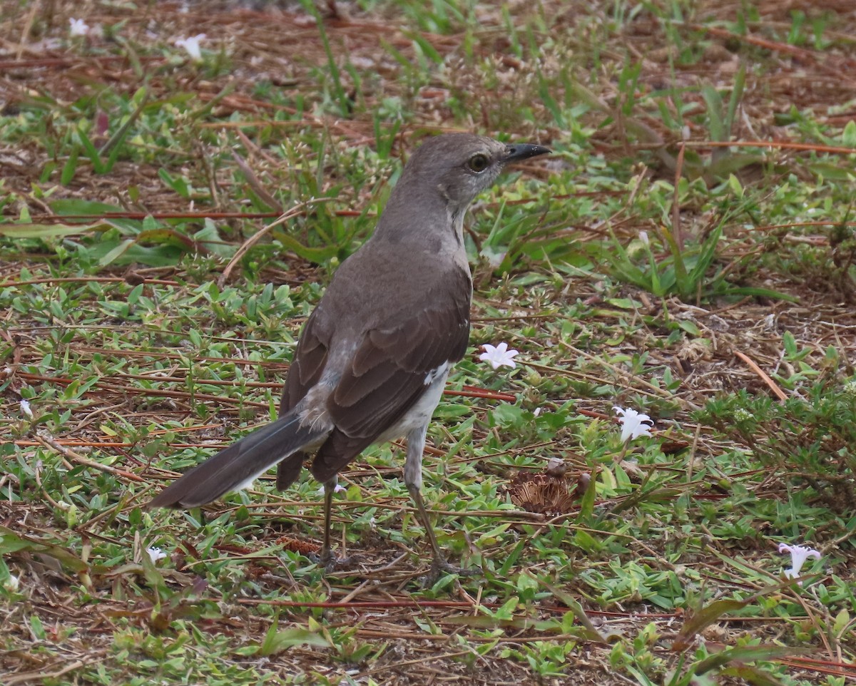 Northern Mockingbird - Laurie Witkin