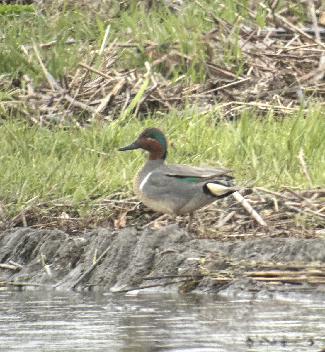 Green-winged Teal - ML618282985