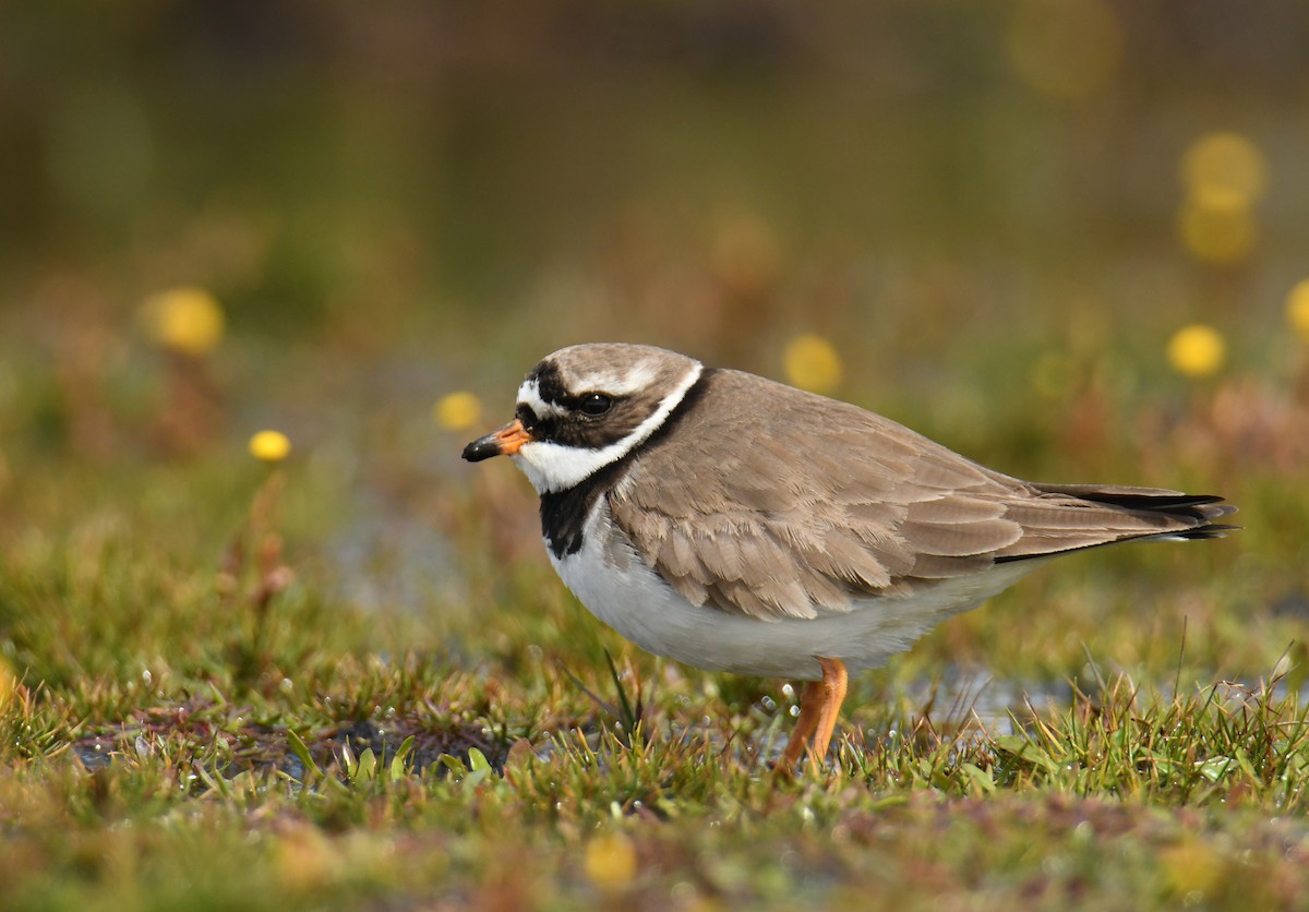 Common Ringed Plover - ML618282994