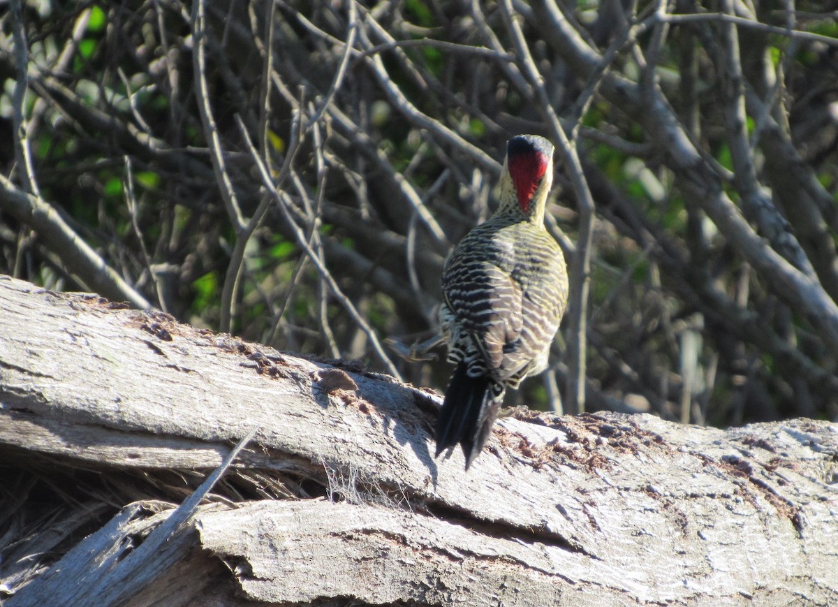 Green-barred Woodpecker - ML618283011