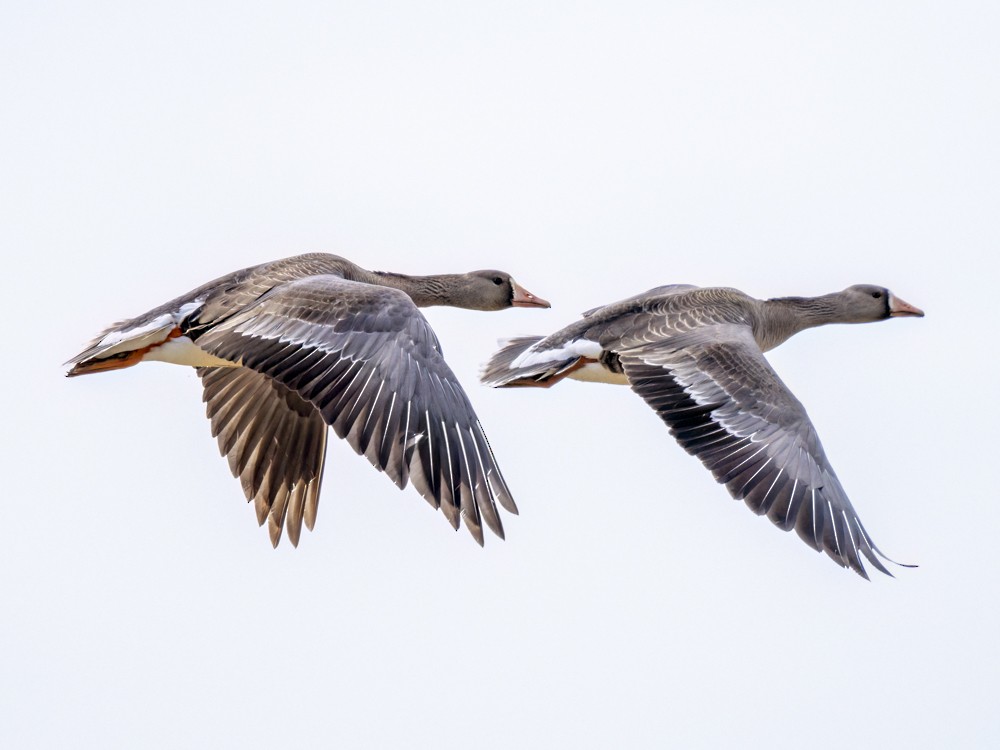 Greater White-fronted Goose - ML618283018