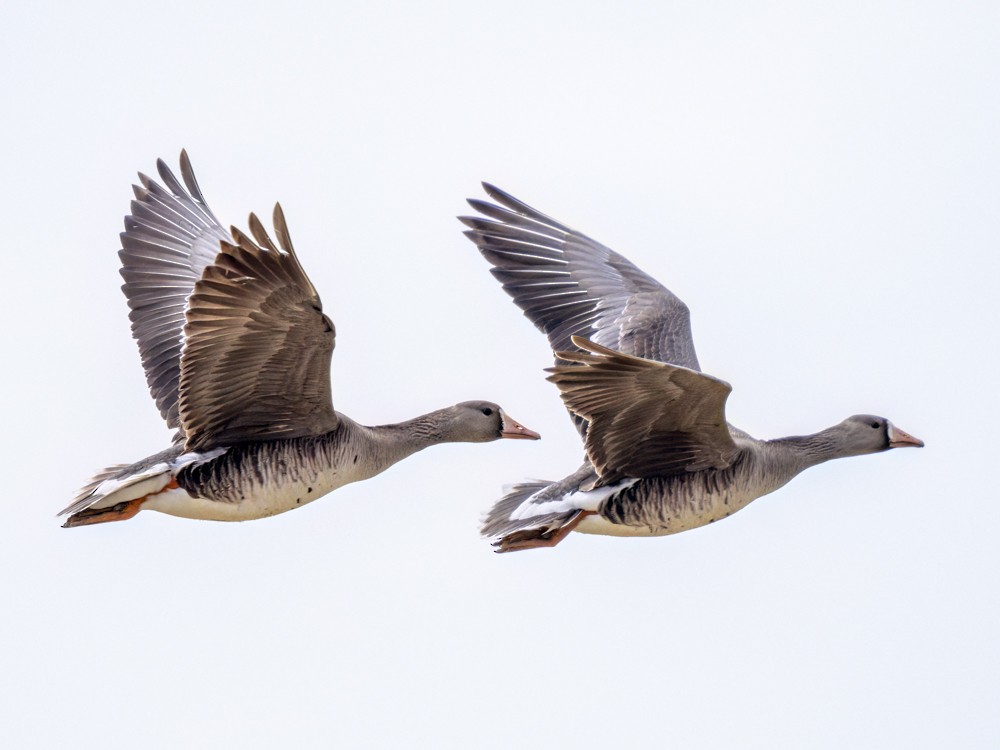Greater White-fronted Goose - ML618283019