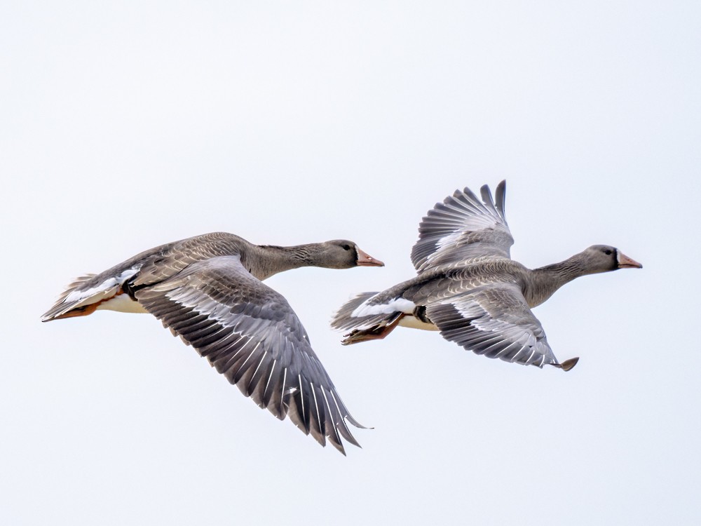 Greater White-fronted Goose - ML618283020