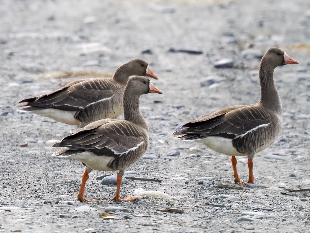Greater White-fronted Goose - ML618283021