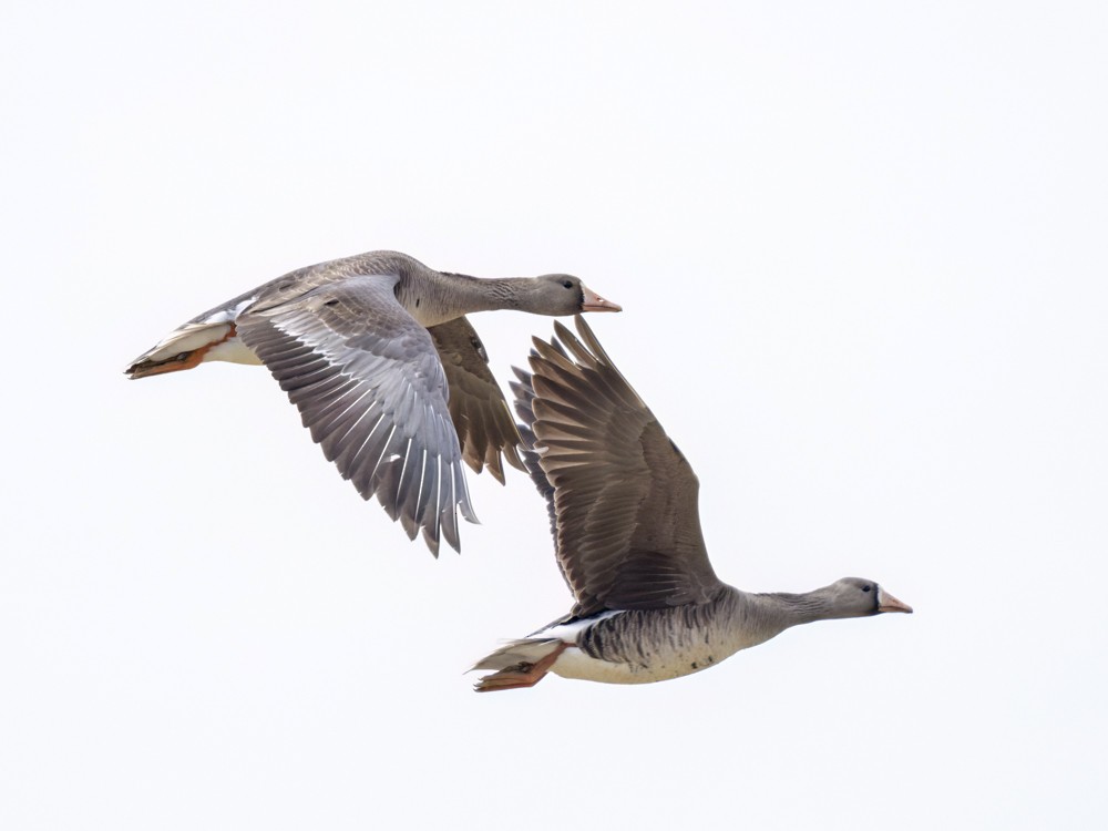 Greater White-fronted Goose - ML618283022
