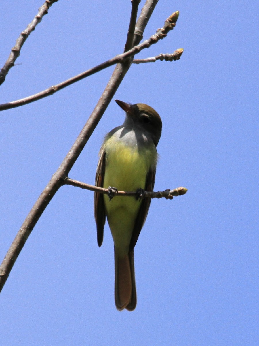 Great Crested Flycatcher - ML618283030