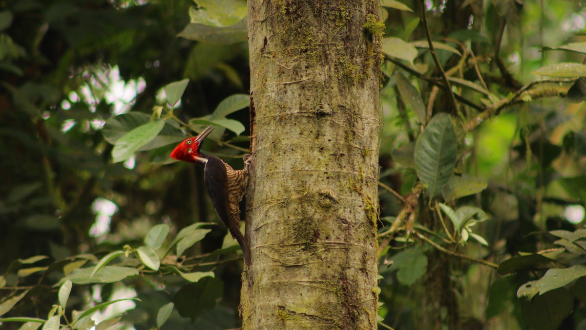 Guayaquil Woodpecker - ML618283034