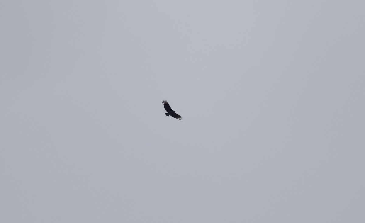 Black Vulture - ML618283047
