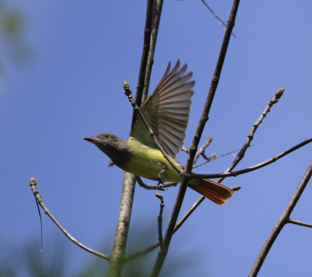 Great Crested Flycatcher - ML618283051
