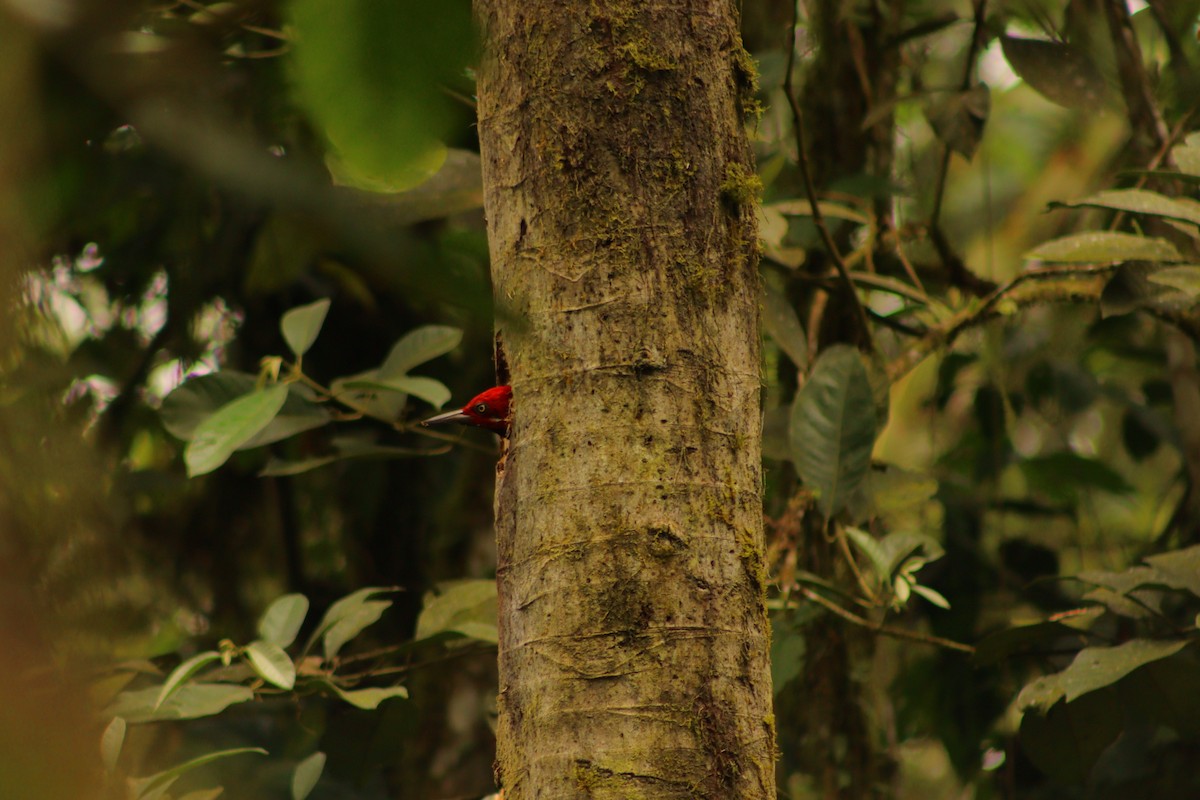 Guayaquil Woodpecker - ML618283064