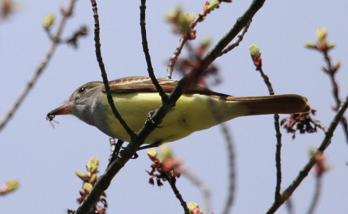 Great Crested Flycatcher - ML618283065
