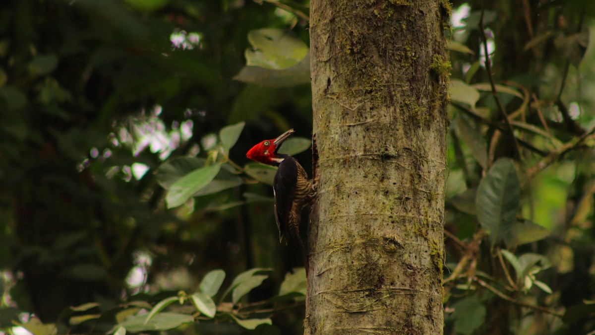 Guayaquil Woodpecker - ML618283079