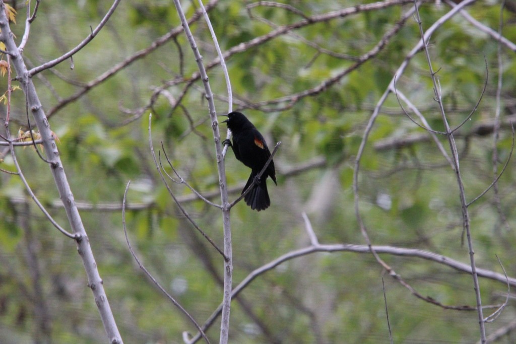 Red-winged Blackbird - Allan Wylie