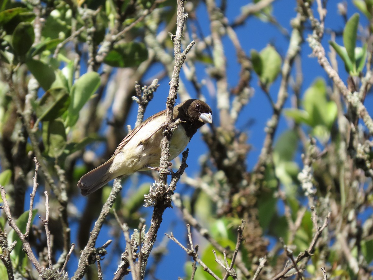 Yellow-bellied Seedeater - ML618283182