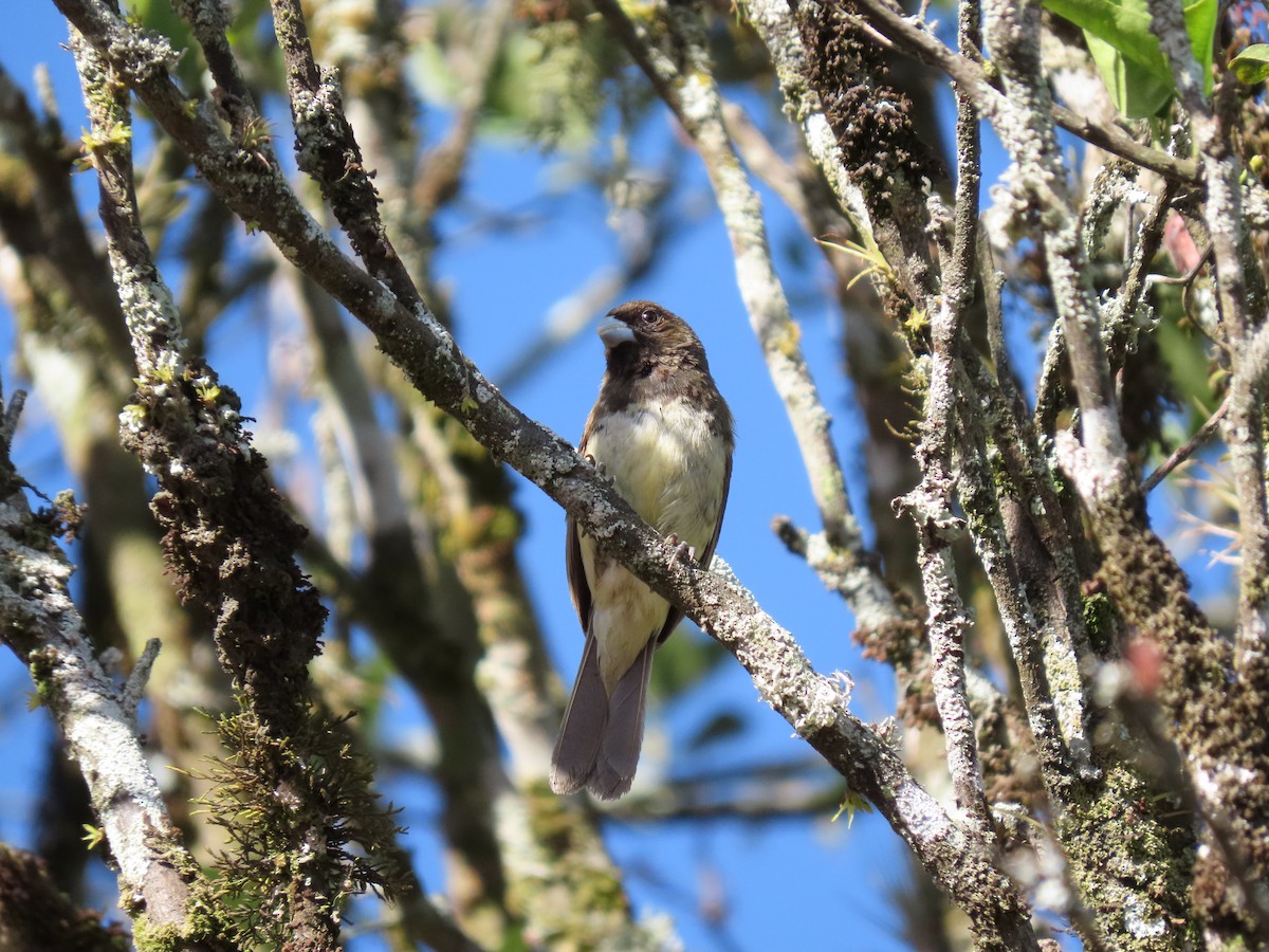 Yellow-bellied Seedeater - ML618283183