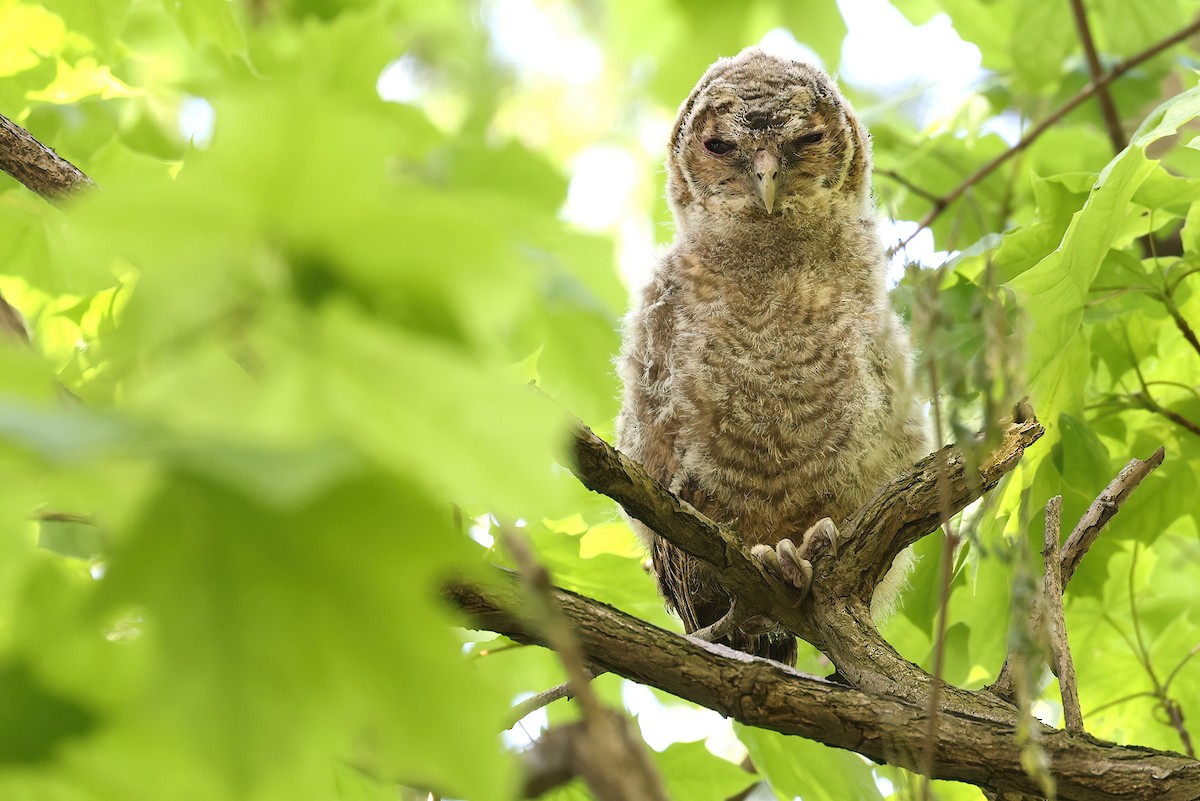 Tawny Owl - ML618283192