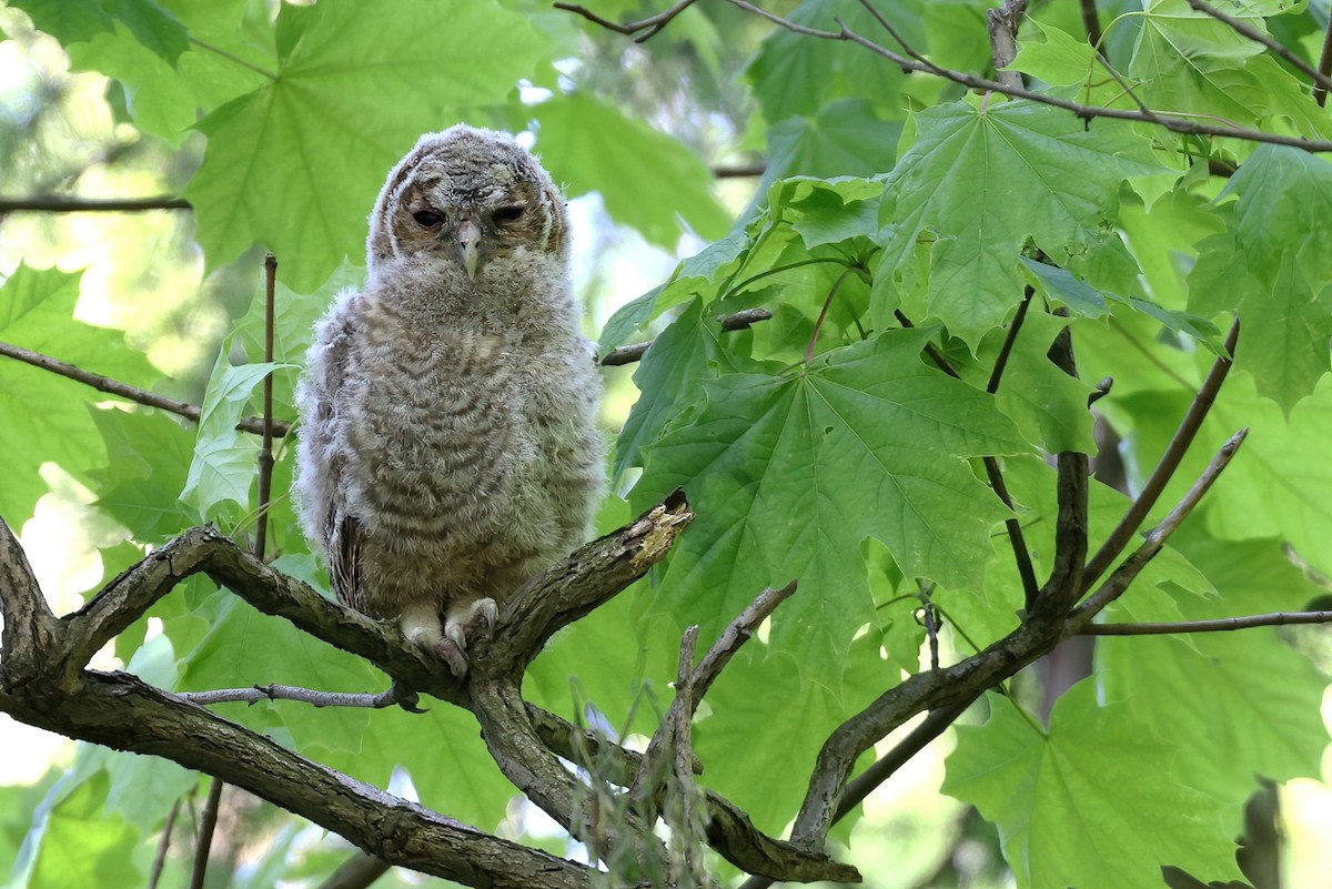 Tawny Owl - ML618283193