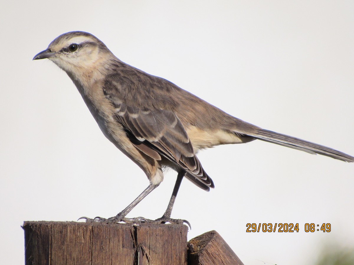 Chalk-browed Mockingbird - Selva Pombo