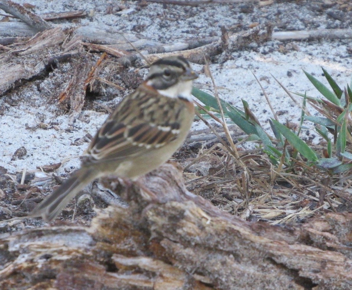 Rufous-collared Sparrow - ML618283238