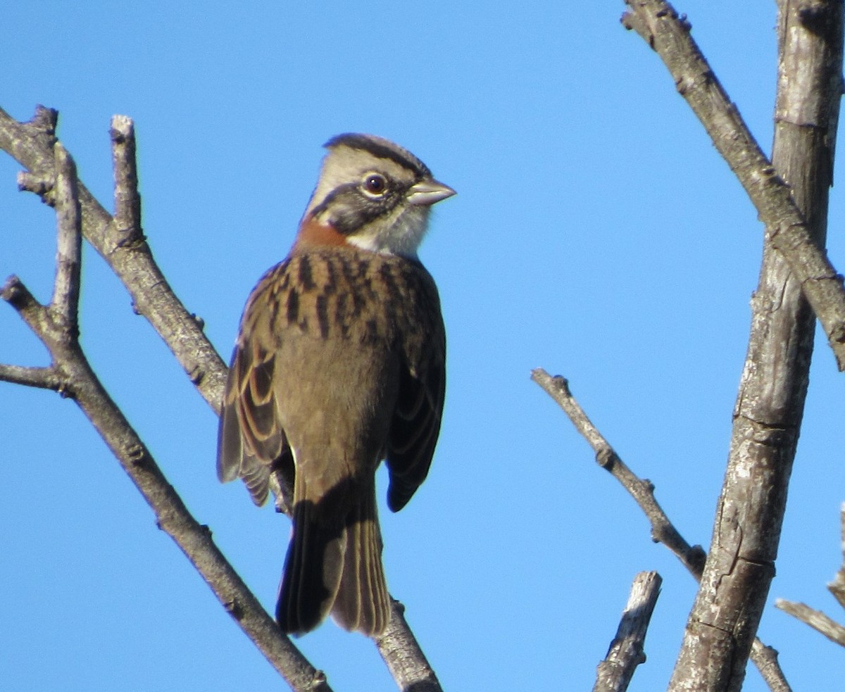 Rufous-collared Sparrow - ML618283239