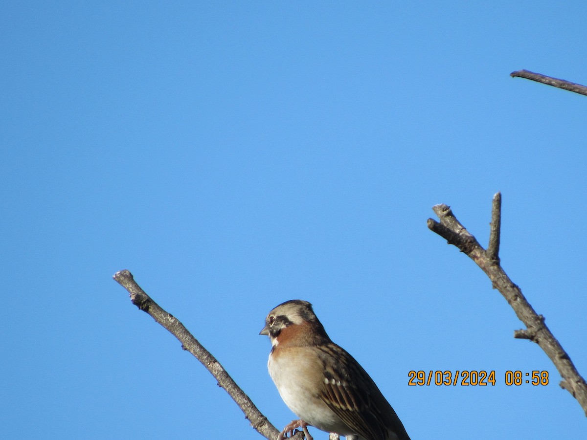 Rufous-collared Sparrow - ML618283240