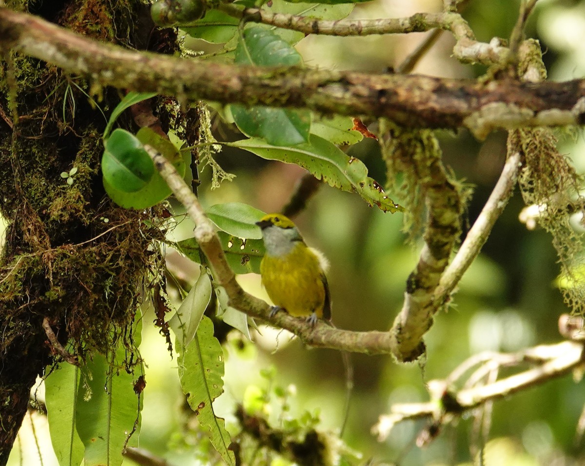 Silver-throated Tanager - Betty Beckham
