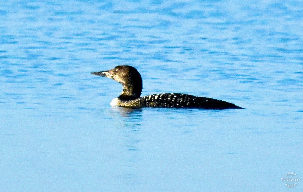 Common Loon - Michael Brower