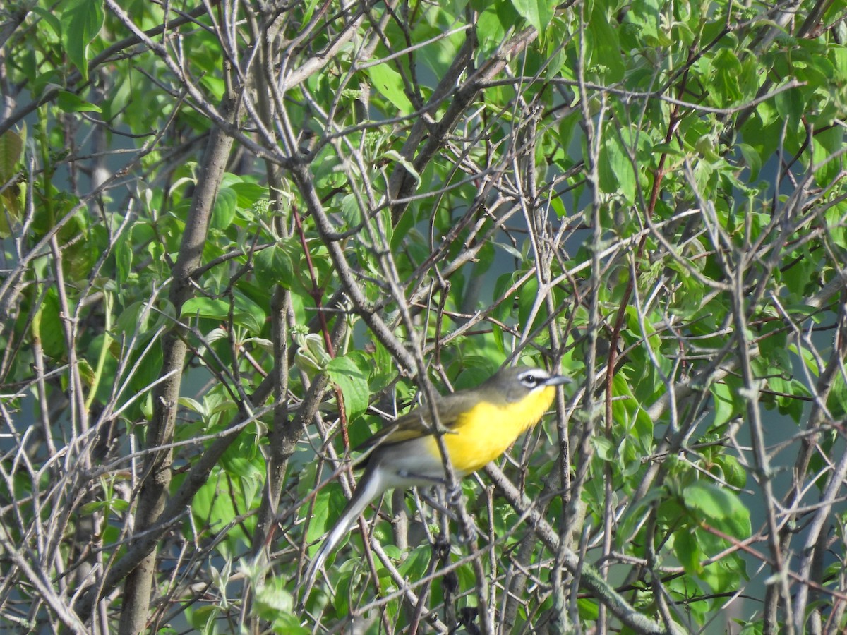 Yellow-breasted Chat - ML618283274