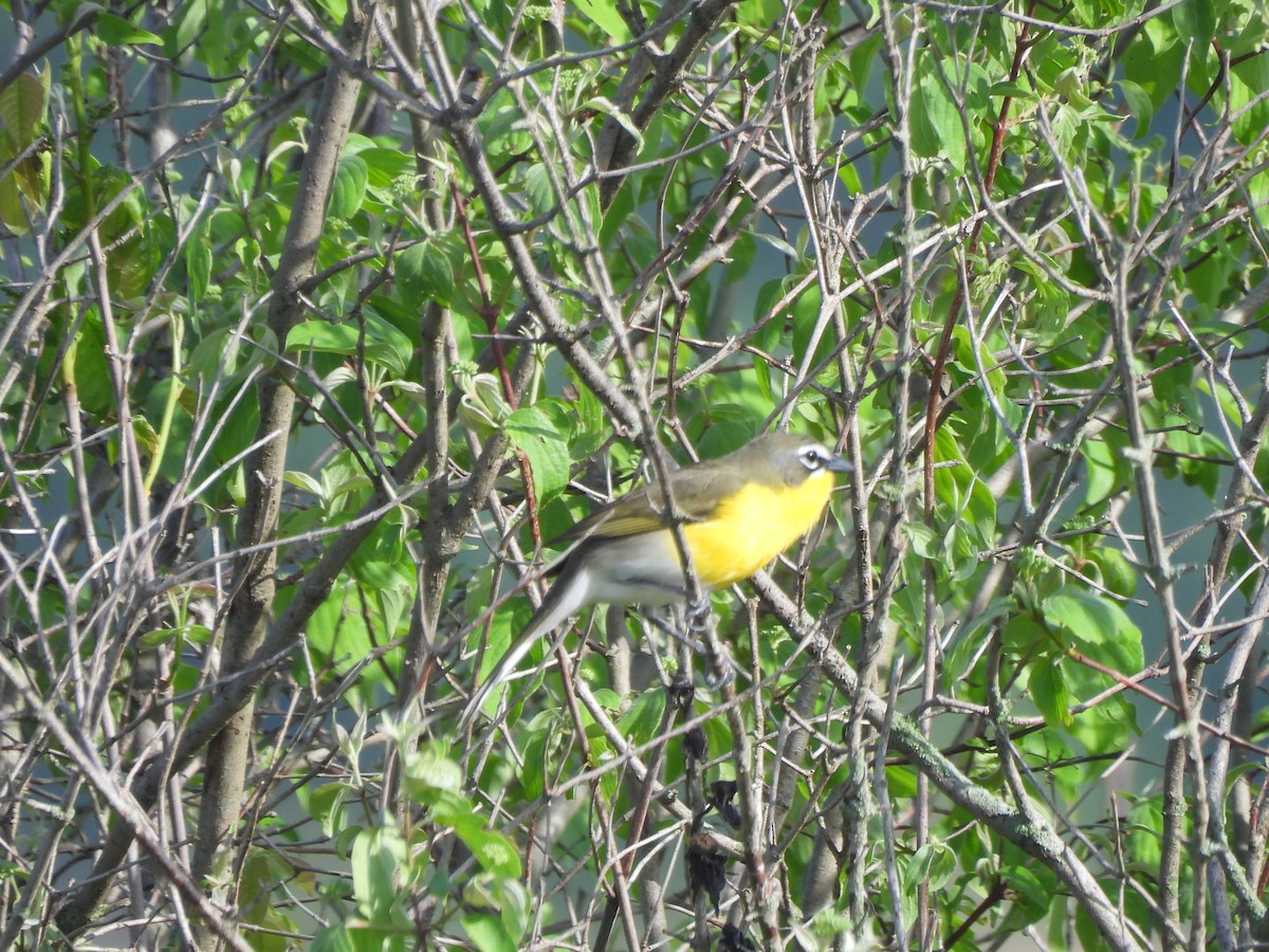 Yellow-breasted Chat - ML618283275