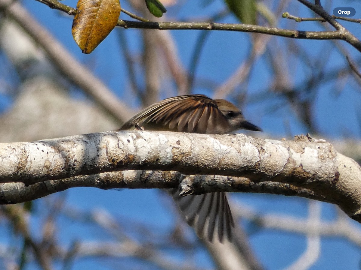 Brown-crested Flycatcher - ML618283301