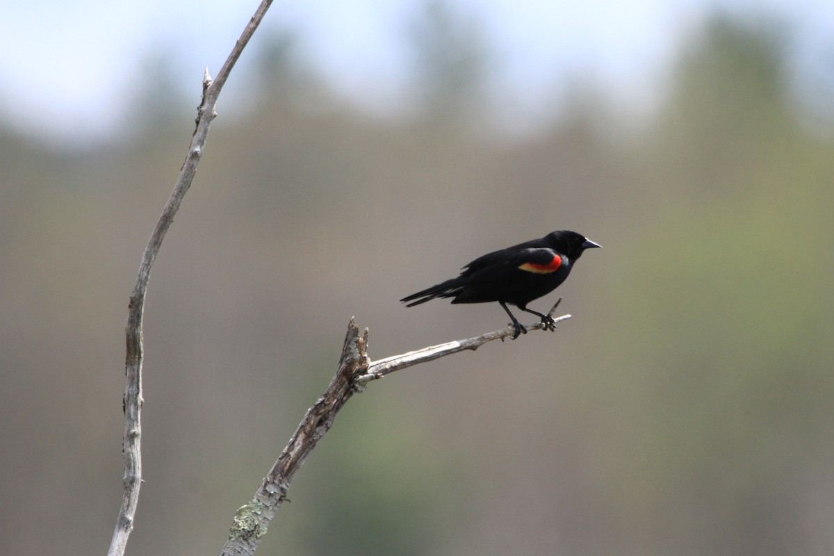 Red-winged Blackbird - ML618283309