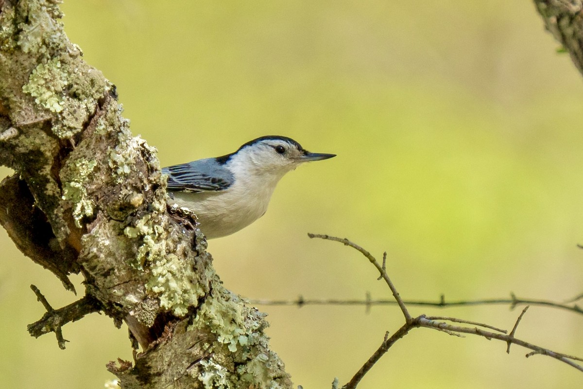White-breasted Nuthatch (Eastern) - ML618283326