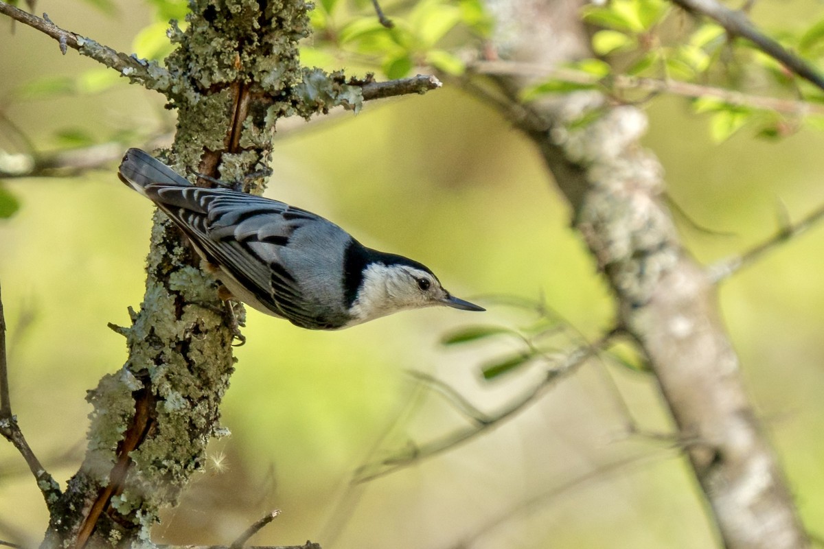 White-breasted Nuthatch (Eastern) - ML618283327