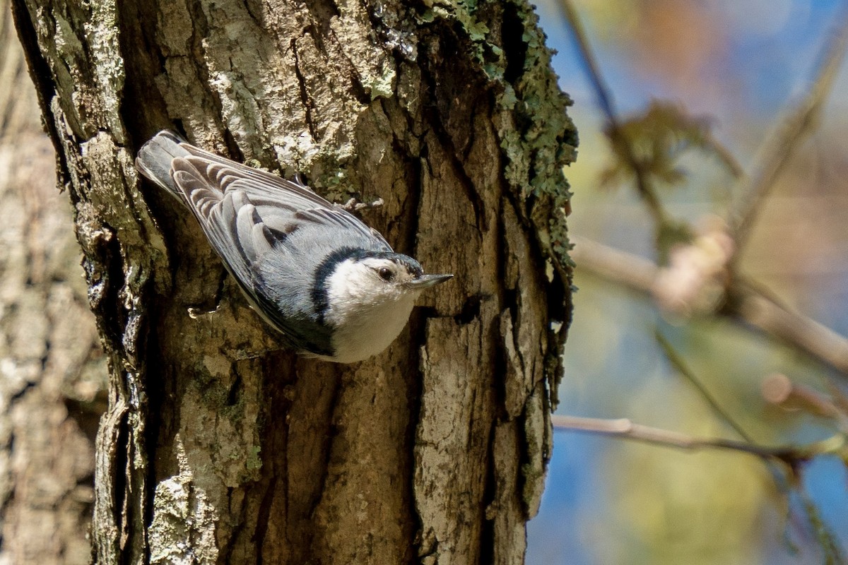 White-breasted Nuthatch (Eastern) - ML618283328