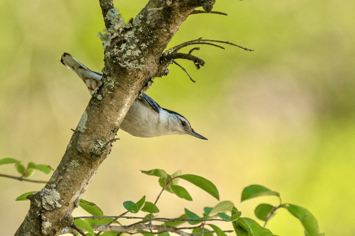 White-breasted Nuthatch (Eastern) - ML618283329