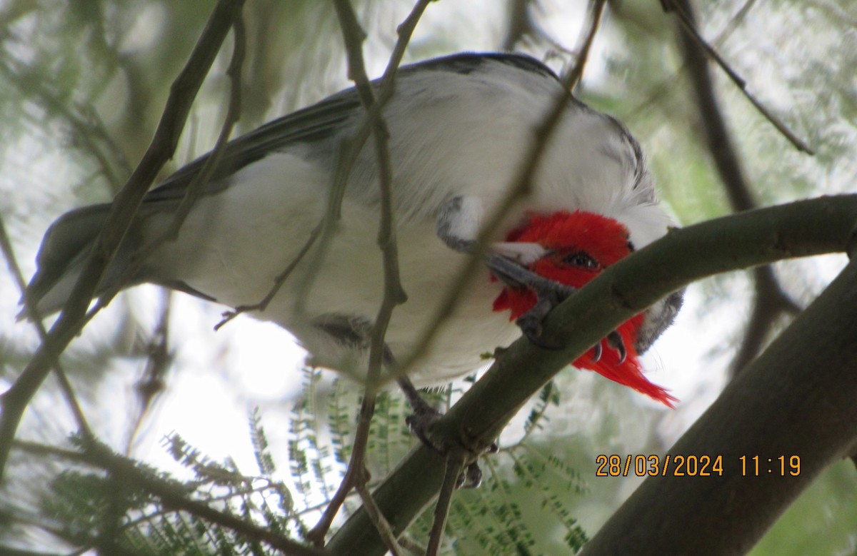 Red-crested Cardinal - ML618283361