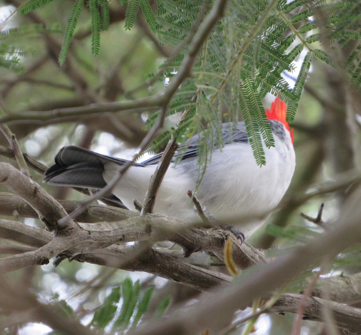 Red-crested Cardinal - ML618283363