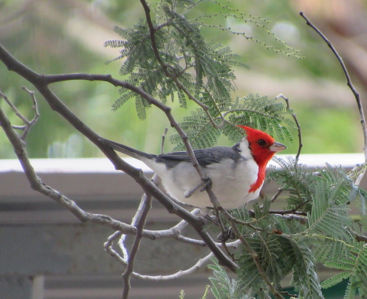 Red-crested Cardinal - ML618283364