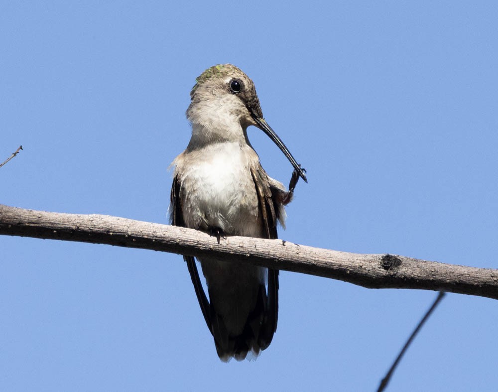 Costa's Hummingbird - Marty Herde