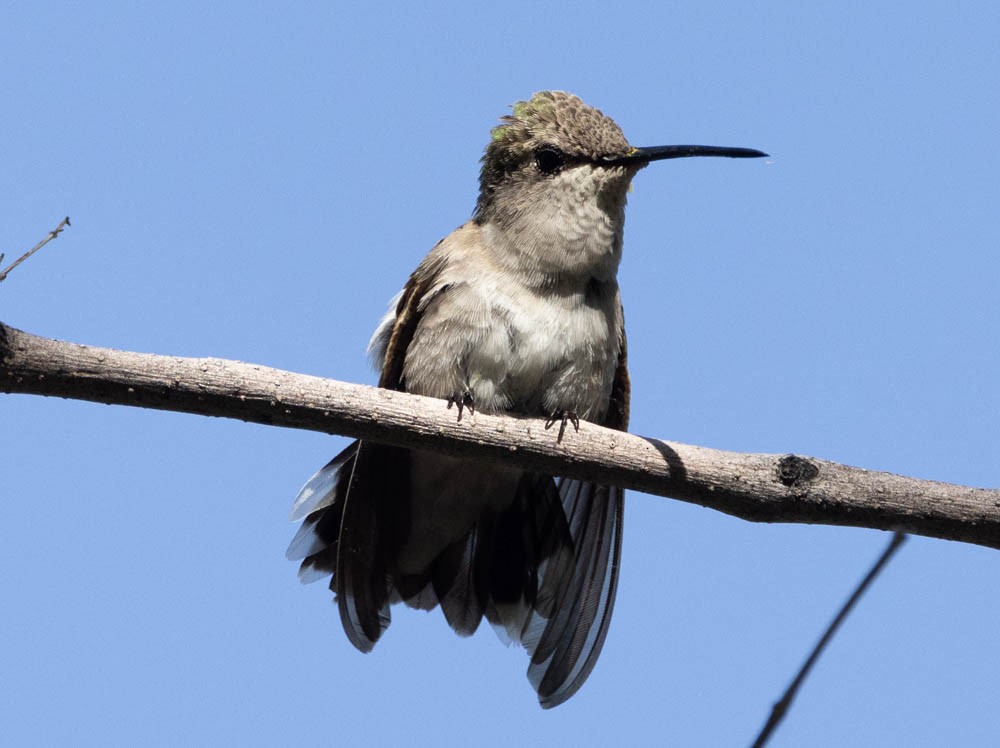 Costa's Hummingbird - ML618283379