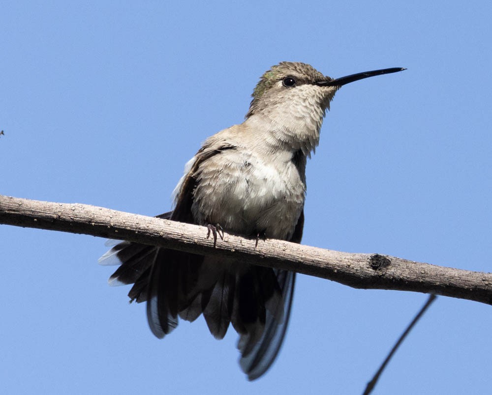 Costa's Hummingbird - ML618283380