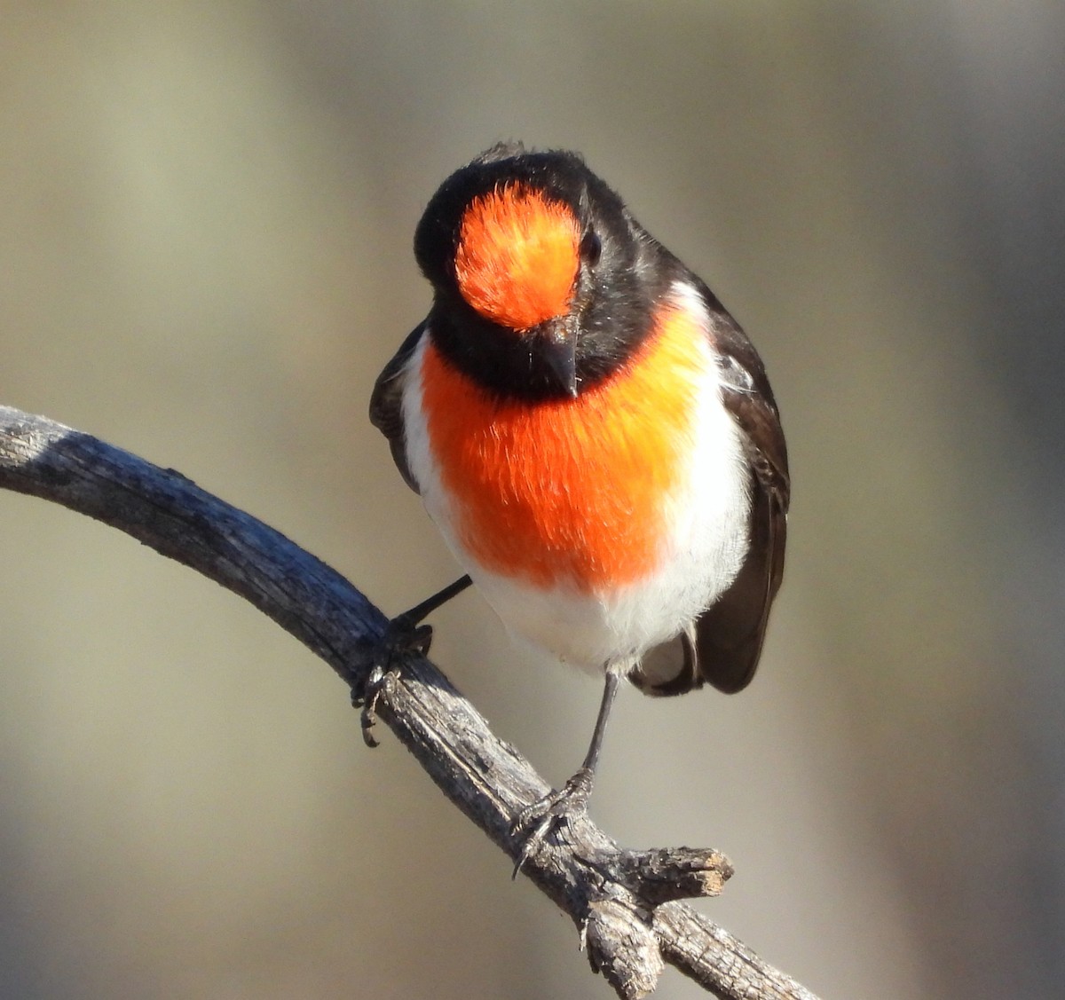 Red-capped Robin - ML618283401