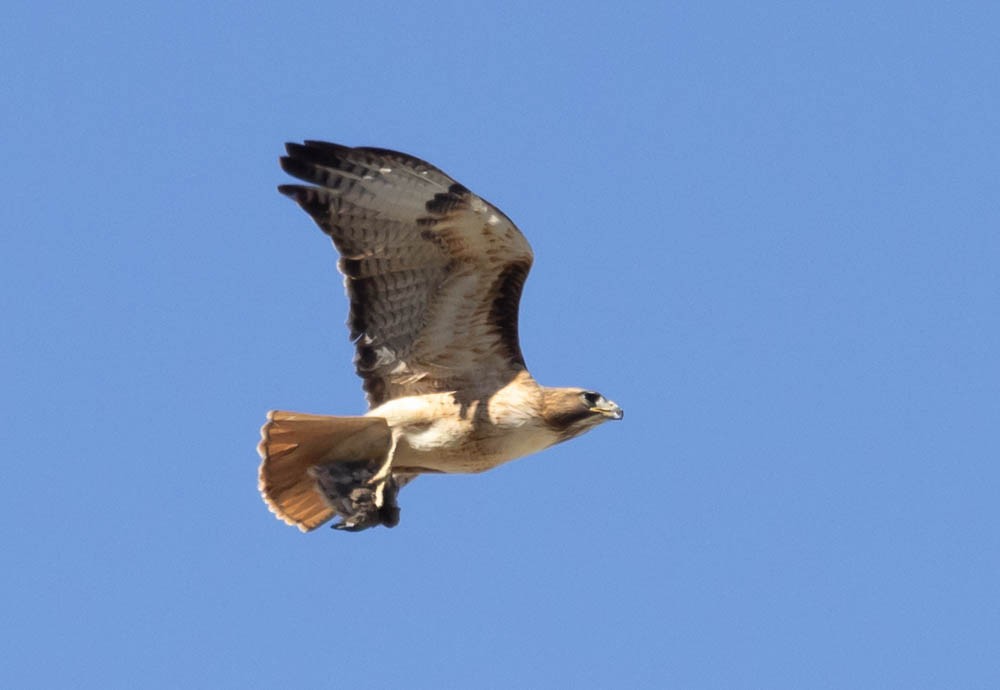 Red-tailed Hawk - ML618283430