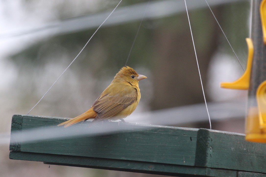 Summer Tanager - Katherine Collin