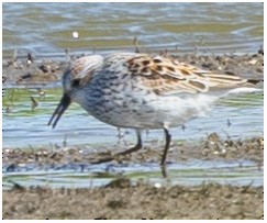 Western Sandpiper - Fred Norman