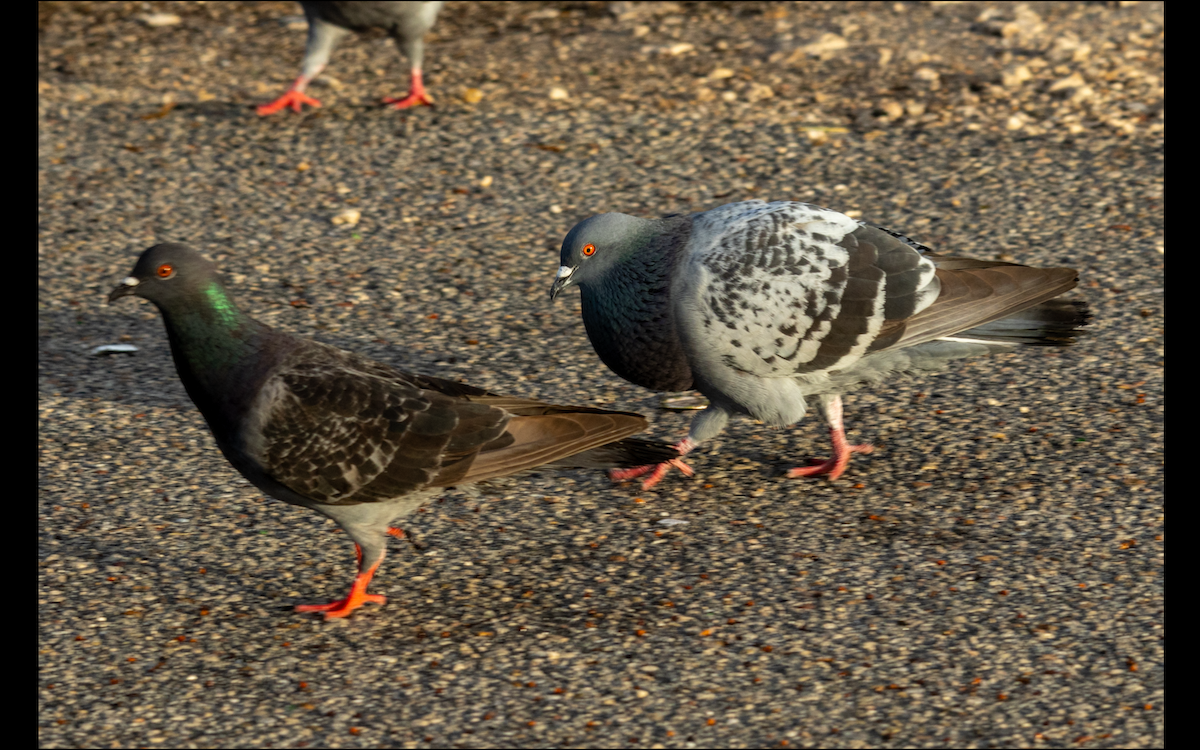 Rock Pigeon (Feral Pigeon) - ML618283494
